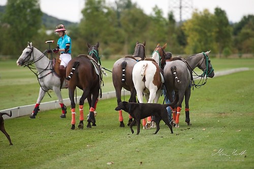 CHI_20160916_MHE1097