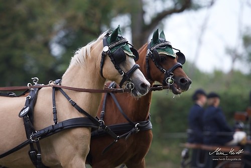 CHI_20160915_MHE9679