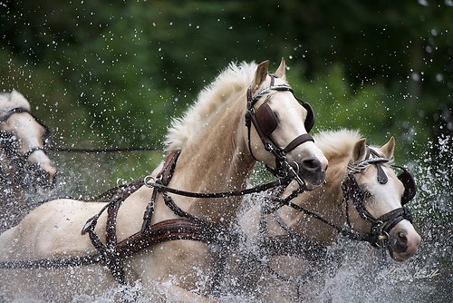 CHI_20160917_MHE1388