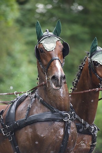 CHI_20160917_MHE1439