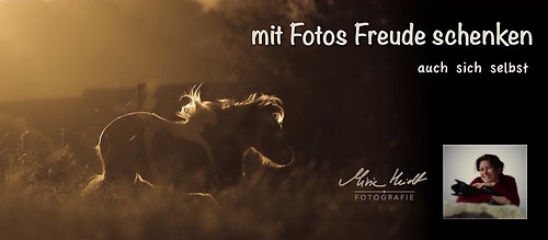 Heidt Pferdefotografie Pony im Abendlicht