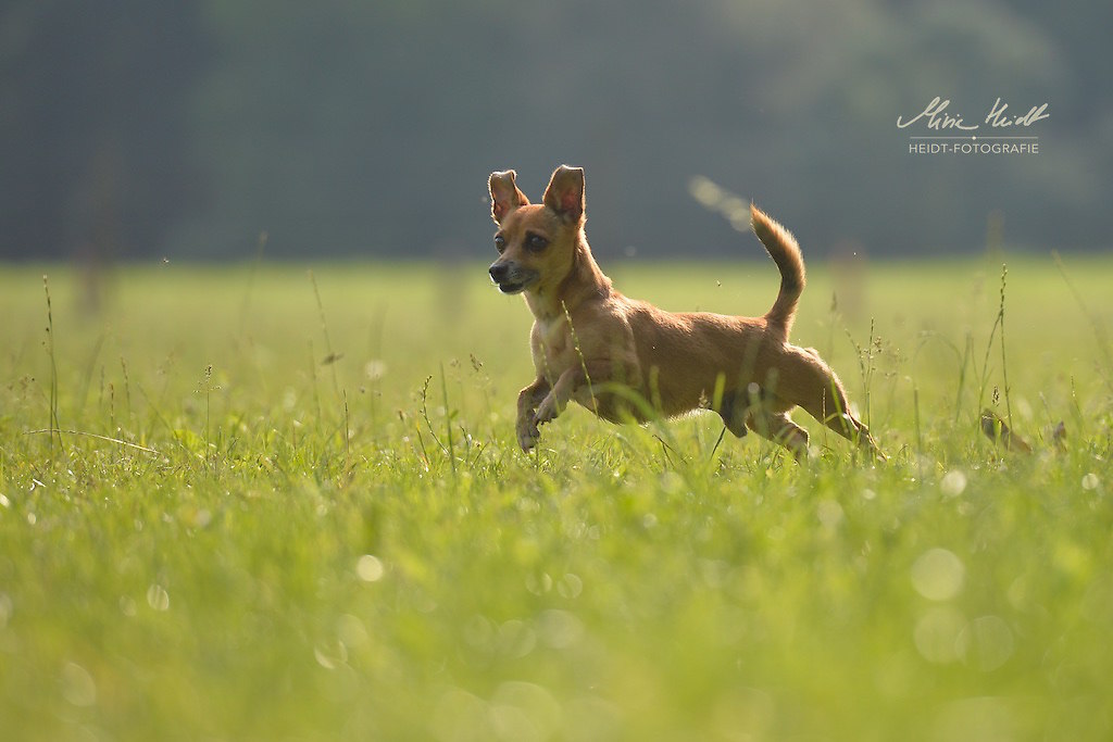 AW_20180606_MHE2021
