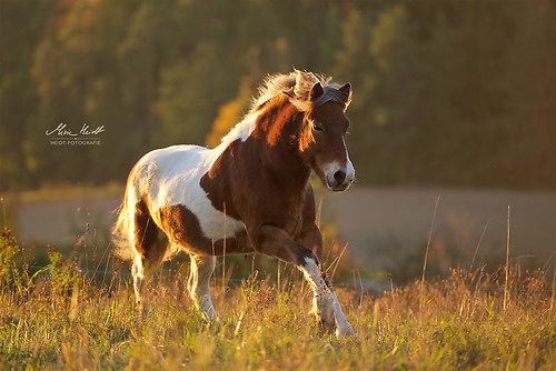 Herbst_20171014_MHE5652