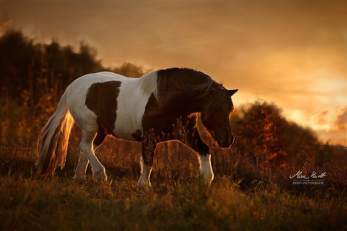 Herbst_20171018SB_20171018_MHE6293V2