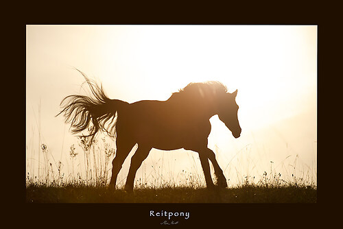 1 - Reitpony