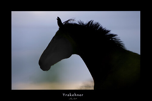 4 - Trakehner