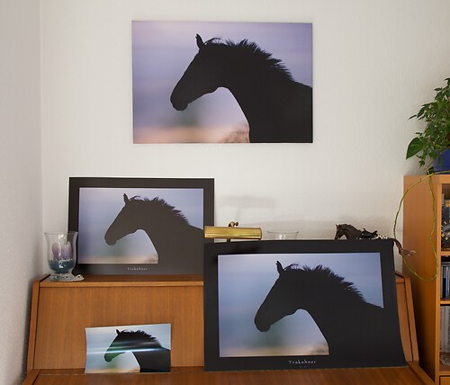 Wandbild_1_Trakehner