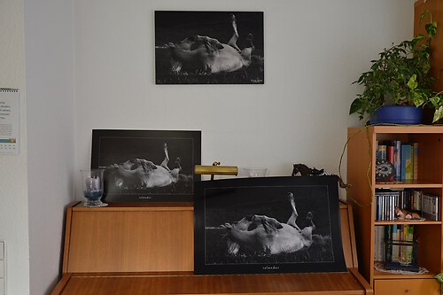 Wandbild_8_Isländer