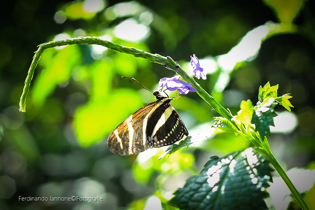 Gartenexpertin Agnes Pahler im Botanischen Garten - Zoologisch-b (IAN_1137_FerdinandoIanno