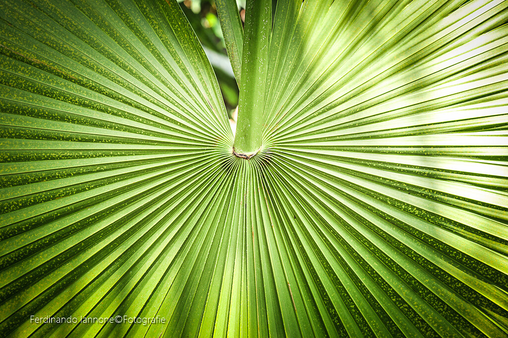 Gartenexpertin Agnes Pahler im Botanischen Garten - Zoologisch-b (IAN_1112_FerdinandoIanno