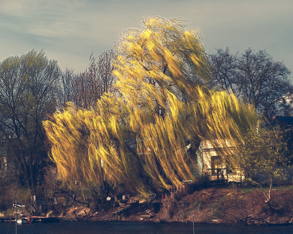 | From the series "The Forgotten Land". | landscape, tree, yellow, willow