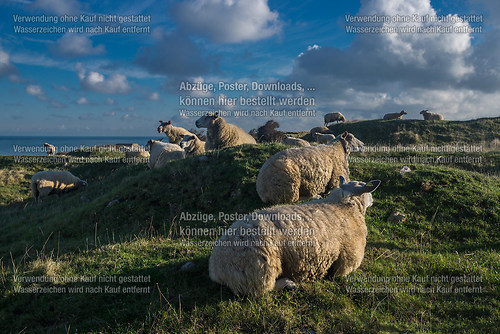 Schafe in der Picardie