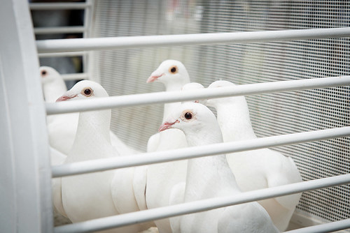 Hochzeitsfotografie-Berlin