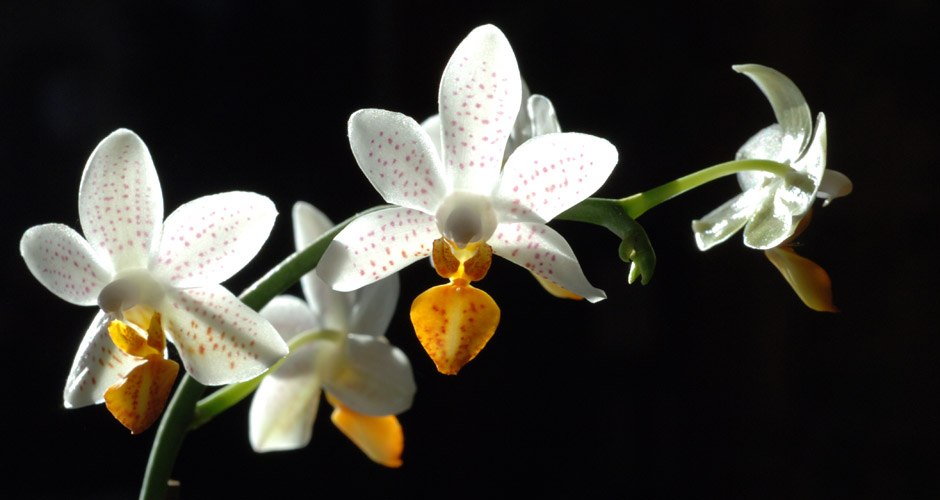 Orchideen