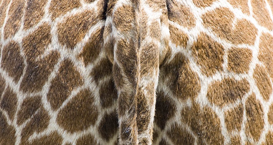 Giraffe_Hintern