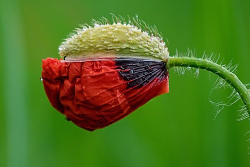 Mohn - Warte noch ein wenig-PZ