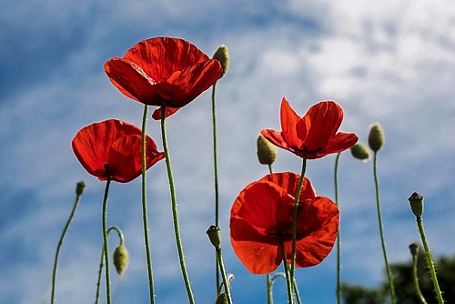 Mohn vor Himmel-original