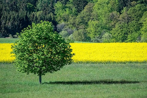 Solitär mit Rapsfeld