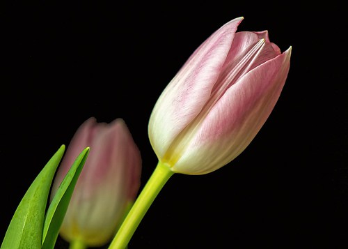 Rosa Tulpe