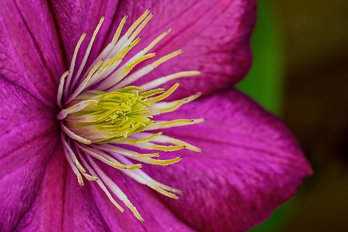 Clematis