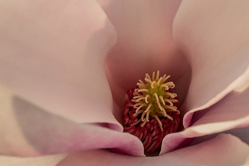 Sugar Magnolia