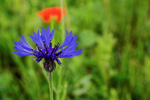 Kornblume