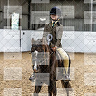 Myerscough Halloween Showing Show