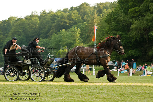 (c)SimoneHomberg_Ponyfest_Schauprogramm_20150606_0181