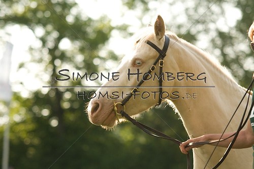 (c)SimoneHomberg_Ponyfest_Schauprogramm_20150606_0013