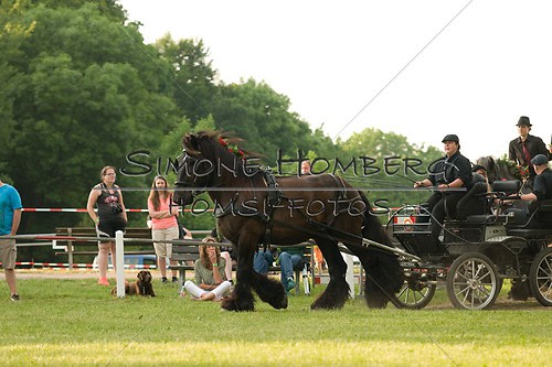 (c)SimoneHomberg_Ponyfest_Schauprogramm_20150606_0121