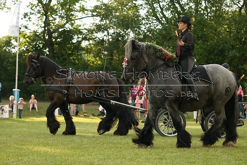 (c)SimoneHomberg_Ponyfest_Schauprogramm_20150606_0128