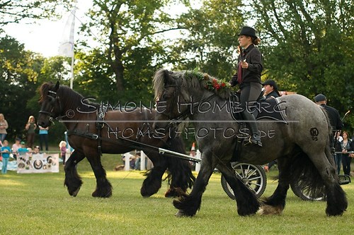 (c)SimoneHomberg_Ponyfest_Schauprogramm_20150606_0129