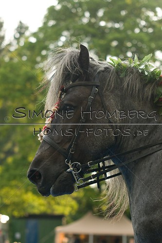 (c)SimoneHomberg_Ponyfest_Schauprogramm_20150606_0187