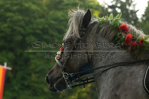 (c)SimoneHomberg_Ponyfest_Schauprogramm_20150606_0190