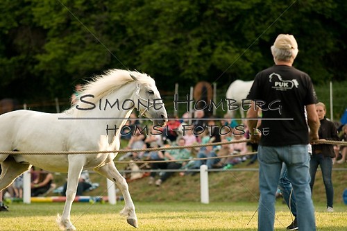(c)SimoneHomberg_Ponyfest_Schauprogramm_20150606_0297