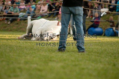 (c)SimoneHomberg_Ponyfest_Schauprogramm_20150606_0327