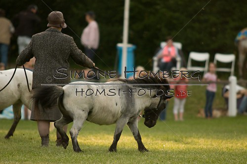 (c)SimoneHomberg_Ponyfest_Schauprogramm_20150606_0374