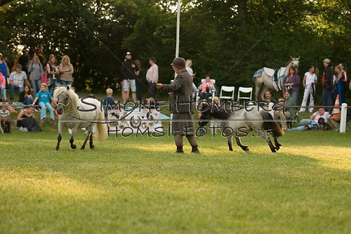 (c)SimoneHomberg_Ponyfest_Schauprogramm_20150606_0378