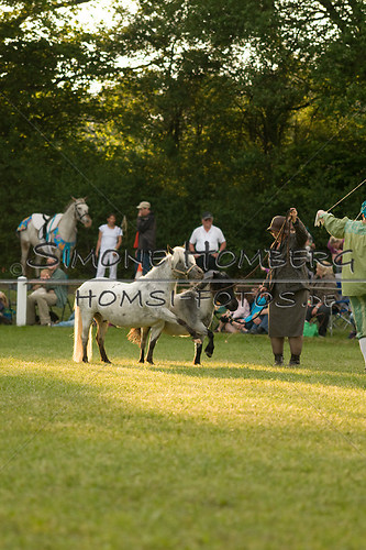 (c)SimoneHomberg_Ponyfest_Schauprogramm_20150606_0409