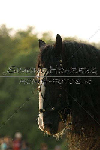 (c)SimoneHomberg_Ponyfest_Schauprogramm_20150606_0515