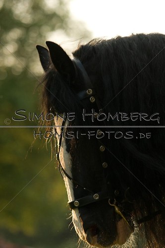 (c)SimoneHomberg_Ponyfest_Schauprogramm_20150606_0516