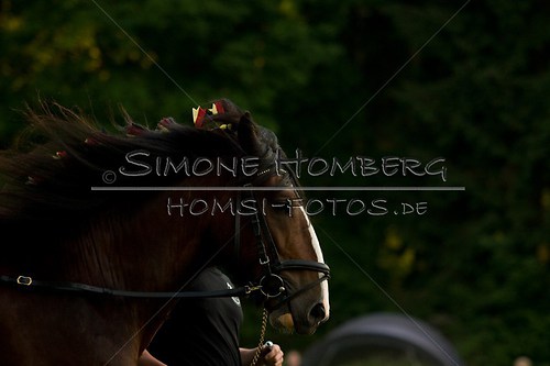 (c)SimoneHomberg_Ponyfest_Schauprogramm_20150606_0575