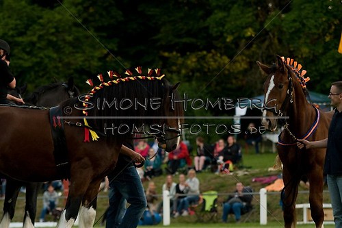 (c)SimoneHomberg_Ponyfest_Schauprogramm_20150606_0603