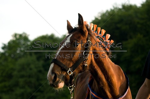 (c)SimoneHomberg_Ponyfest_Schauprogramm_20150606_0609