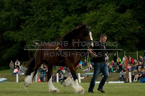(c)SimoneHomberg_Ponyfest_Schauprogramm_20150606_0624