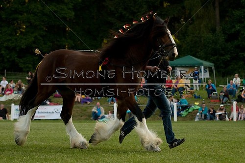 (c)SimoneHomberg_Ponyfest_Schauprogramm_20150606_0625