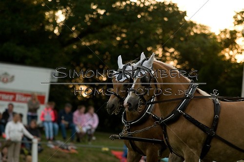 (c)SimoneHomberg_Ponyfest_Schauprogramm_20150606_0719