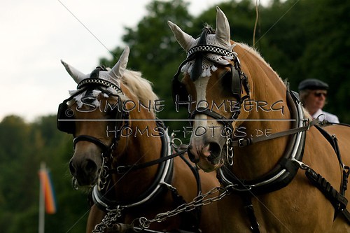 (c)SimoneHomberg_Ponyfest_Schauprogramm_20150606_0721