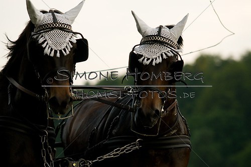 (c)SimoneHomberg_Ponyfest_Schauprogramm_20150606_0741