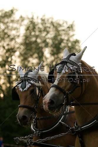 (c)SimoneHomberg_Ponyfest_Schauprogramm_20150606_0750